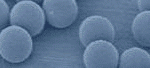 polystyrene latex spheres and beads | https://appliedphysicsusa.com/