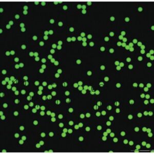 Green Fluorescent Polystyrene Microspheres - Dry, 1 µm – 160 µm