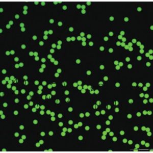 Green-Fluorescent-Polystyrene-Microspheres-–-Dry-1-µm-–-160-µm