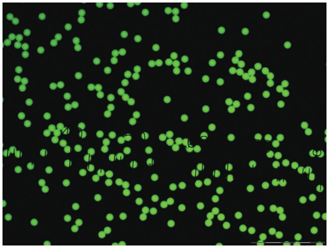 Green-Fluorescent-Polystyrene-Microspheres-–-Dry-1-µm-–-160-µm