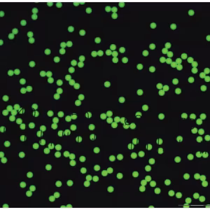 Green-Fluorescent-Polystyrene-Microspheres-–-Dry-1-µm-–-160-µm