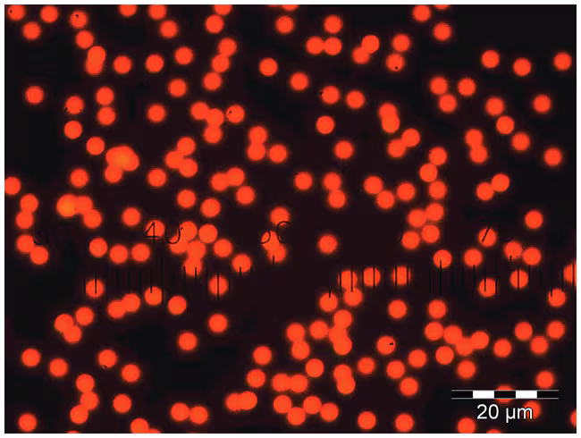 Red-Fluorescent-Polystyrene-Microspheres-–-Dry-5-µm-–100-µm