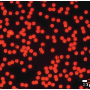 Red Fluorescent Polystyrene Microspheres - Dry, 5 µm –100 µm