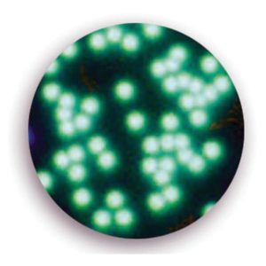 Green Fluorescent Polystyrene Microspheres - Dry, 1 µm – 160 µm