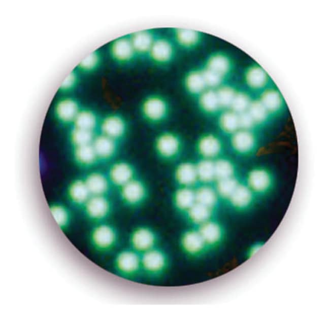 Green Fluorescent Polystyrene Microspheres - Dry, 1 µm – 160 µm