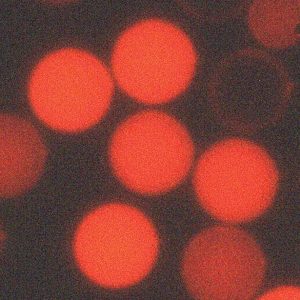 Flouro-Max Fluorescent Carboxylate Particles 0.1 µm – 0.3 µm